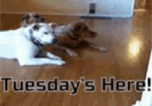 Tuesdays Here Funny Animals GIF - TuesdaysHere FunnyAnimals Dog GIFs