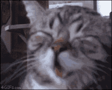 Image result for laughing cat gif