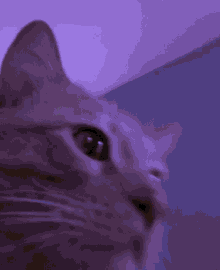 vibe cat emote vibe cat emote