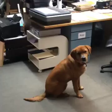 Dog Getting Hit With Frisbee