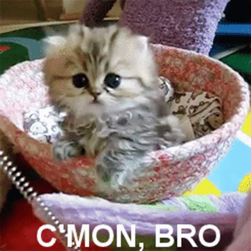 Cmon Bro Kitten GIF