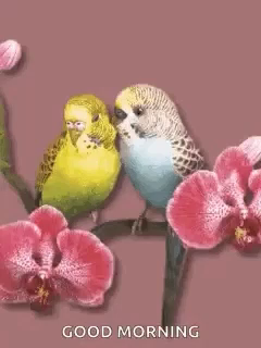 Birds Love Birds Gif Birds Lovebirds Kiss Discover Share Gifs