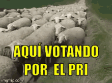 Resultado de imagen para PRIAN gif
