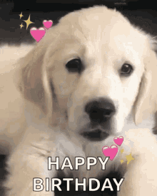 Happy Birthday Puppy Gifs Tenor