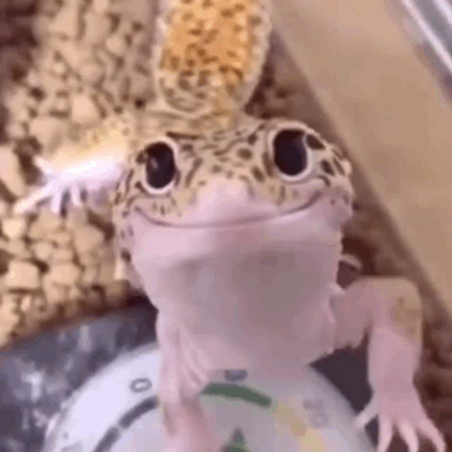 Lizard Face Meme