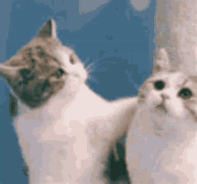 Kitten Love Gifs Tenor