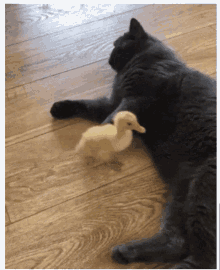 Angry Cat GIF - Angry Cat Duck GIFs