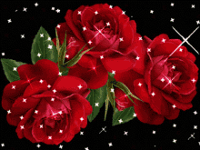 Rose Flower GIFs | Tenor