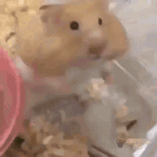Hamster Gifs Tenor