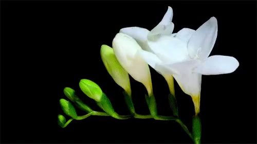 Blooming Flower GIF - Blooming Flower - Discover & Share GIFs