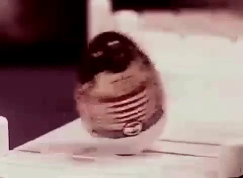 weeble and wobble