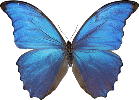 Butterfly Blue Butterfly Gif Butterfly Bluebutterfly Freedom Discover Share Gifs