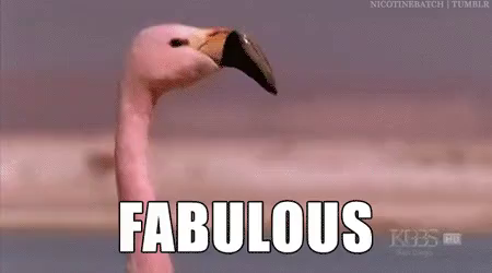 Funny Albert Flamingo Memes