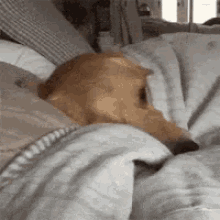 Dog Sleepy GIF - Dog Sleepy - Discover &amp; Share GIFs