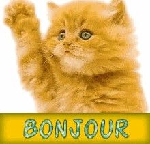 Bonjour ! GIF - Bonjour Catherine Deneuve - Discover & Share GIFs