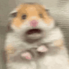 Hamster Hamstermeme Gif Hamster Hamstermeme Staring Discover Share Gifs