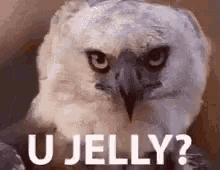 UJelly Eagle GIF - UJelly Eagle Jelly GIFs