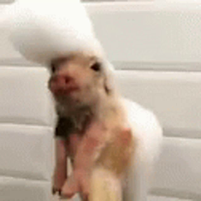 Baby Pig In Bath