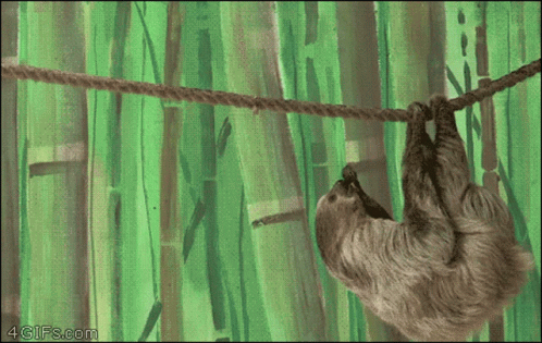 Sloth Stealing GIF