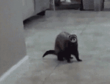 Ferret GIFs | Tenor