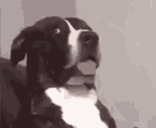 Dog Dawg GIF – Dog Dawg Wut GIFs