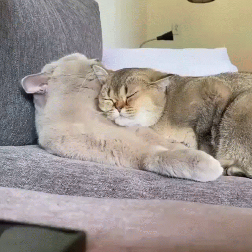 cat cuddle