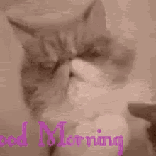 Goodmorning Goodmorninggifs GIF - Goodmorning Goodmorninggifs Morning GIFs