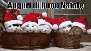 Gatto Buon Natale.Gatti Babbo Natale Gif Buonnatale Babbonatale Gattini Discover Share Gifs