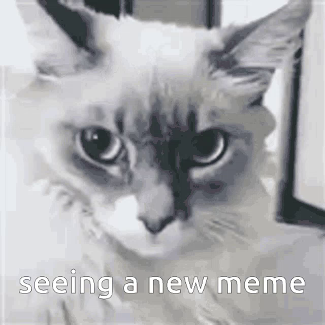 New Cat Meme Gifs Tenor
