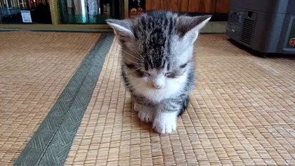 眠い 猫 ねこ Gif Cat Discover Share Gifs