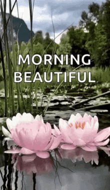 Good Morning Beautiful Flowers GIF - GoodMorningBeautiful Morning Good GIFs