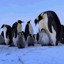 Baby Penguin Gifs Tenor