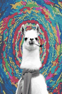 Llama Animal GIF - Llama Animal Smoke GIFs