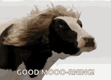 Good Morning Cow GIF - GoodMorning Cow LongHair GIFs