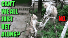 tenor.gif