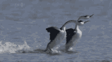 tenor.gif