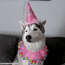 Dog Birthday Gifs Tenor