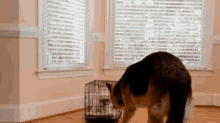 Dogs Puppy GIF - Dogs Puppy Adorable GIFs