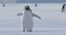 tenor.gif