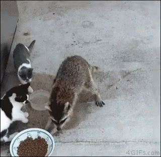 raccoon steal