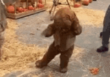ewok bobblehead