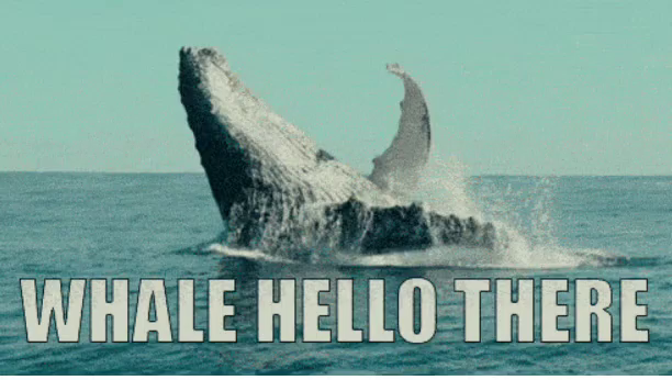 Whale Hello There GIF - Whale HelloThere - Discover & Share GIFs