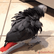 Dancing Parrot Gifs Tenor