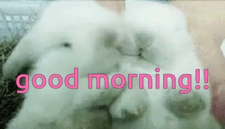 Sweet Morning Kiss Gifs Tenor