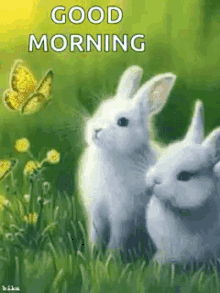 Good Morning Bunny GIFs | Tenor