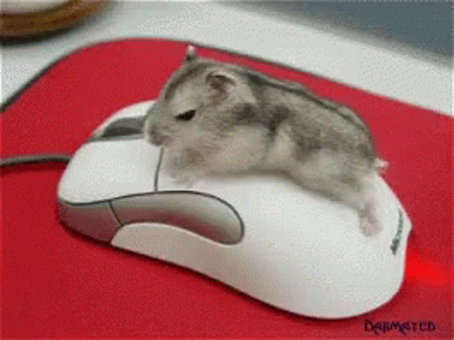 animal mouse for computer