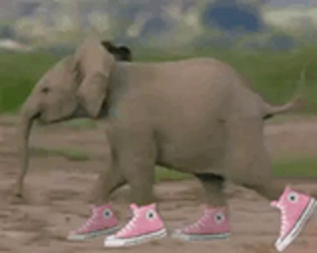 pink elephant shoes