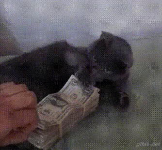 お金が大好きな猫 お金持ち Gif Okanemochi Discover Share Gifs