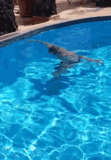 Piscina Swimming GIF - Piscina Swimming SwimmingPool GIFs