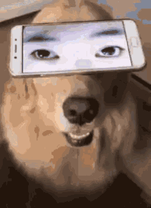 golden retriever with a phone covering their eyes